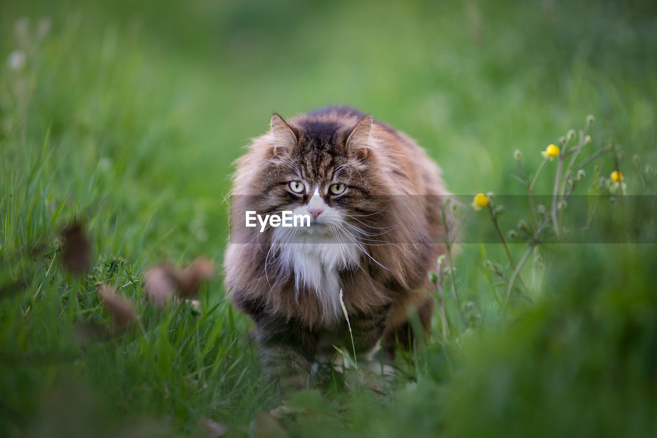 Beautiful fluffy cat walking among the grass