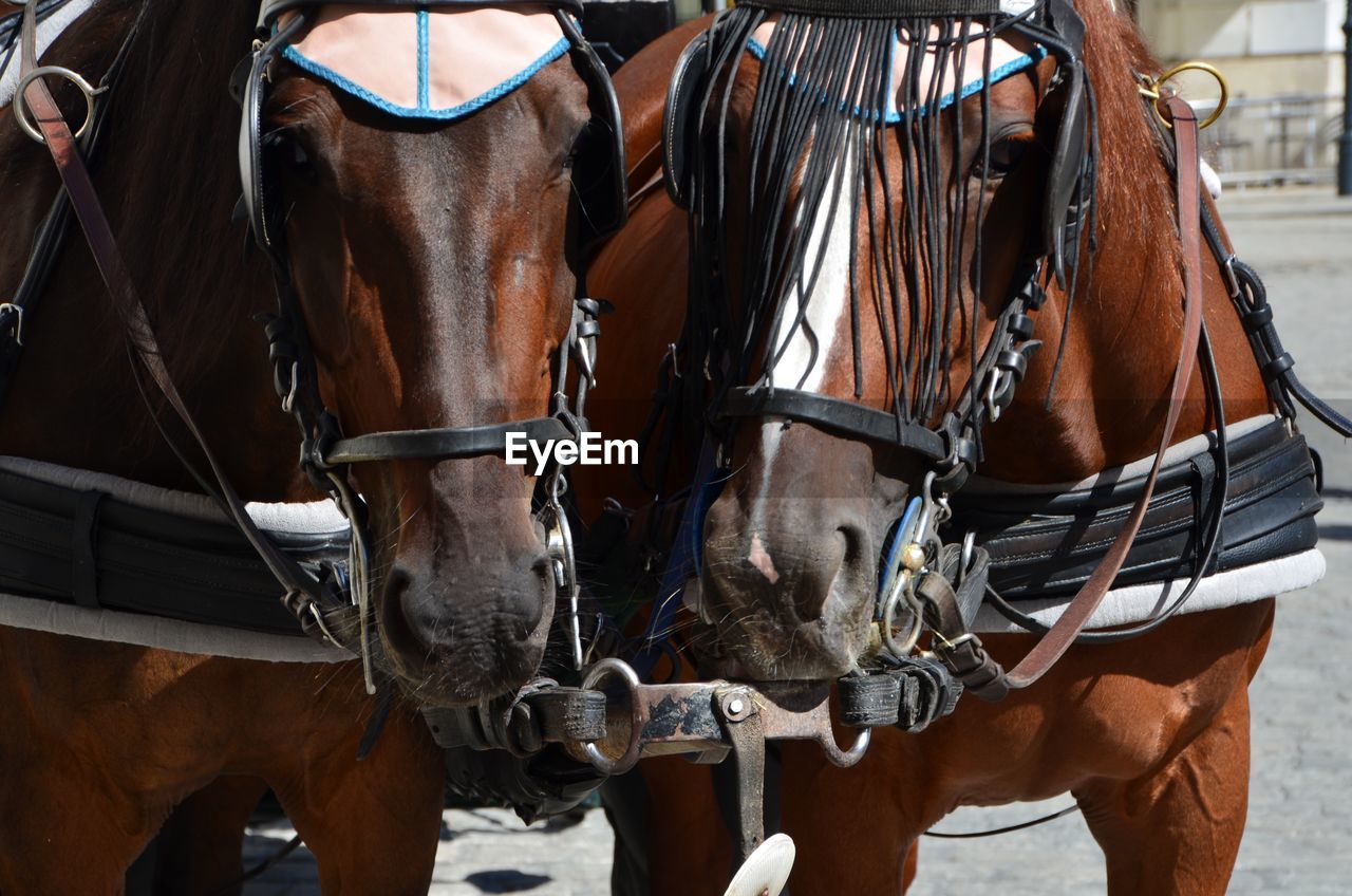 Close-up of two horses harness to cart for tourist sightseeing around vienna, austria
