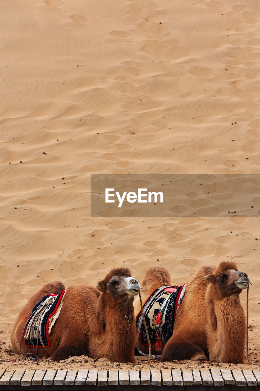 1047 bactrian camels waiting for tourists-ride around the badain east lake-badain jaran desert-china