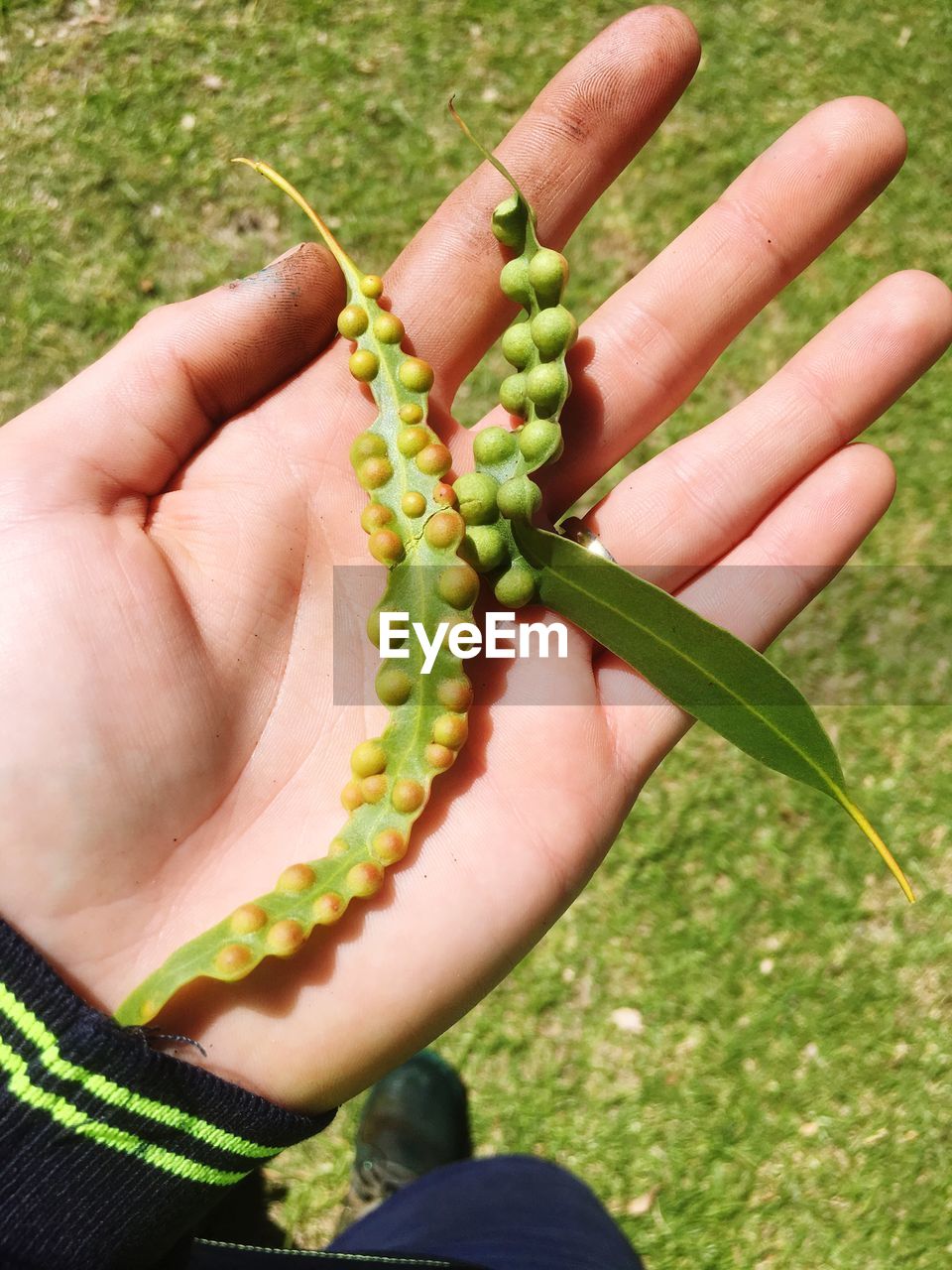 Cropped hand holding seed pods on field