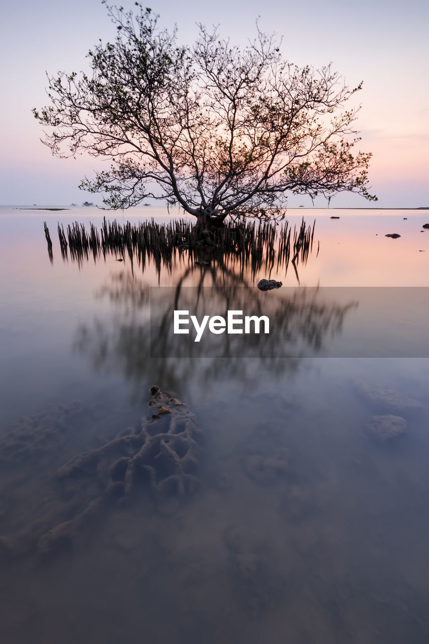 Bare tree by lake against sky during sunset