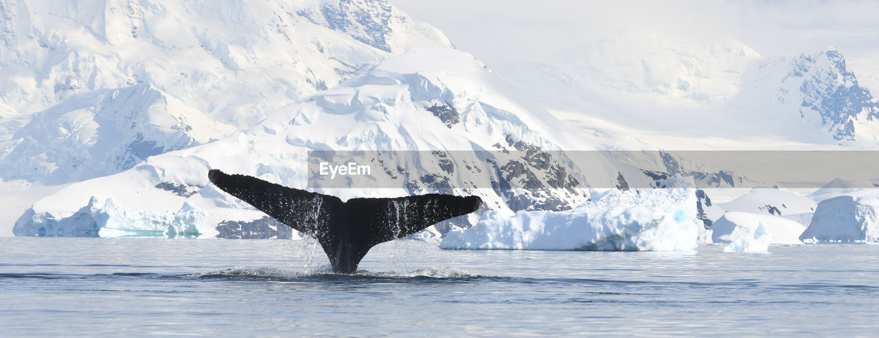 Cropped tail of whale swimming in sea during winter