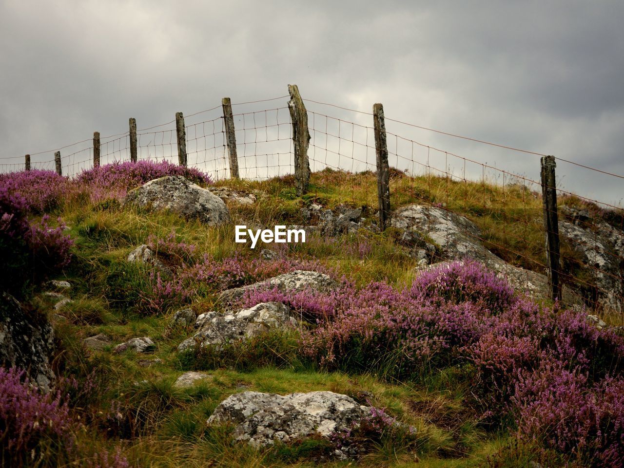 PLANTS GROWING ON LANDSCAPE