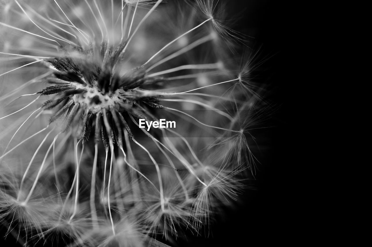 CLOSE-UP OF DANDELIONS