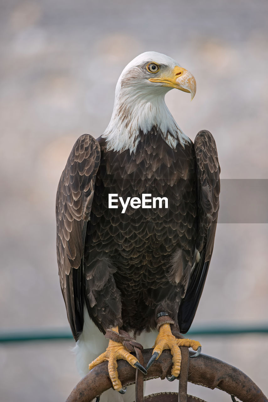 Close-up of eagle against blurred background