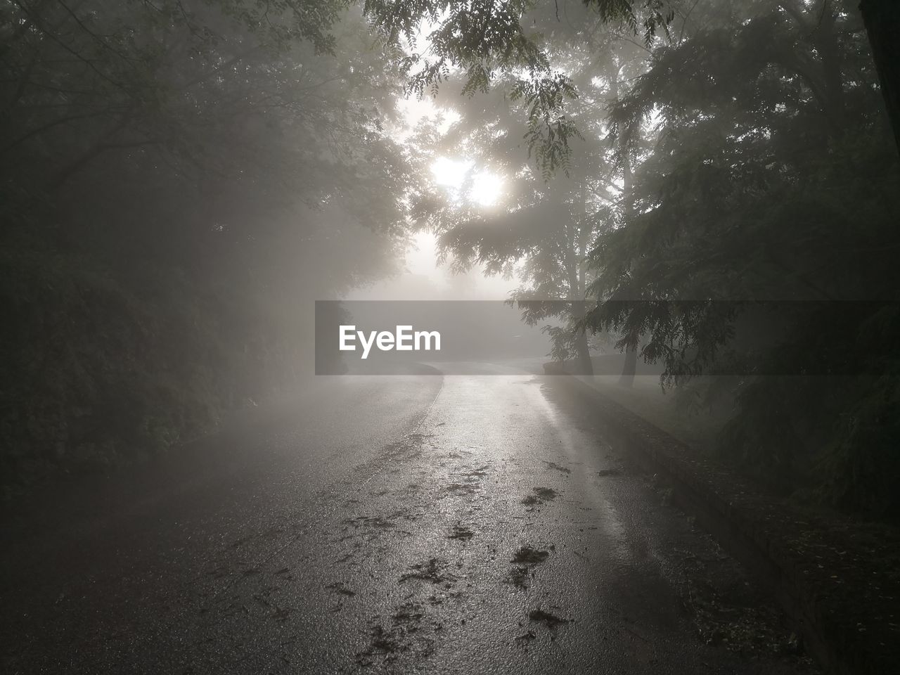 Road amidst trees against sky during foggy weather