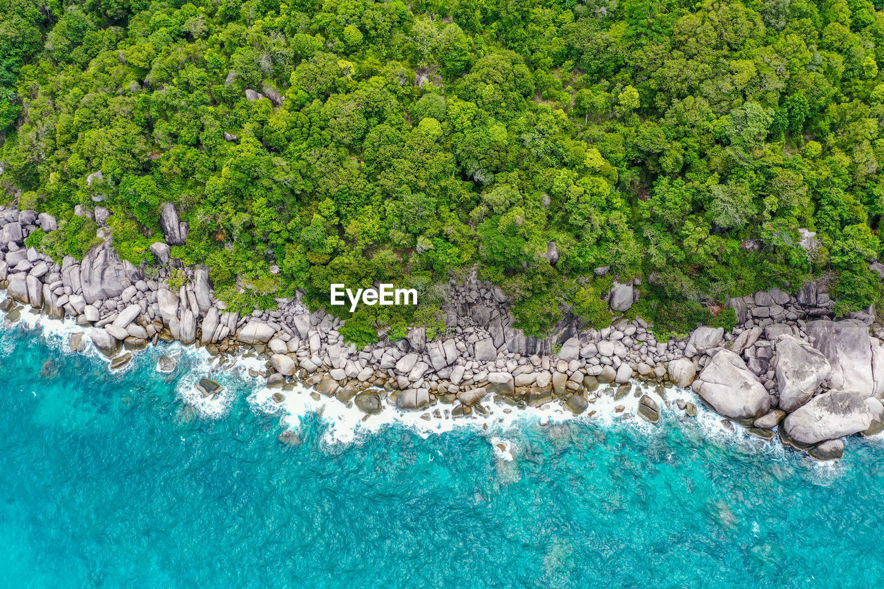 VIEW OF TREES GROWING ON ROCK