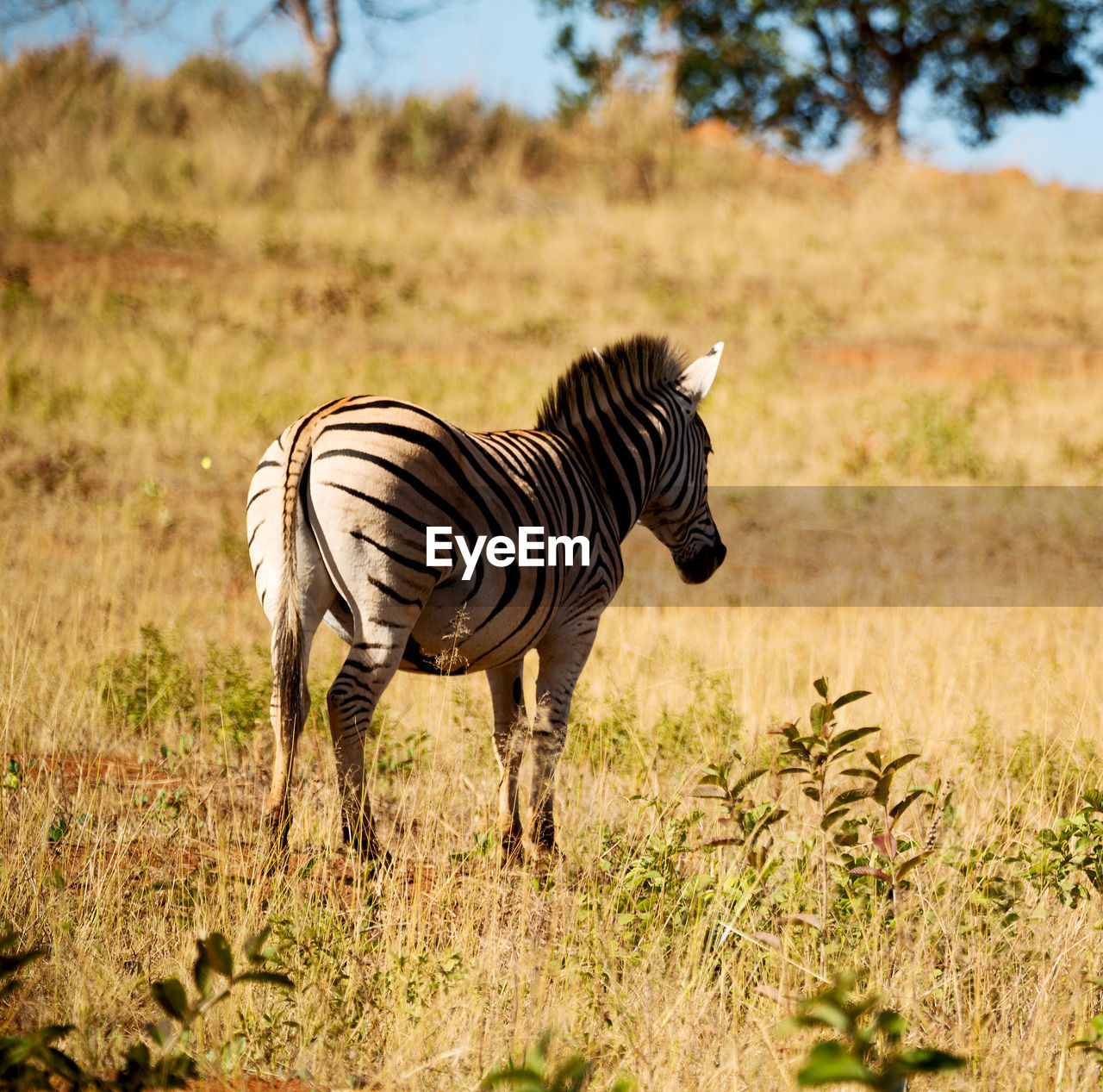 ZEBRAS STANDING IN A FIELD