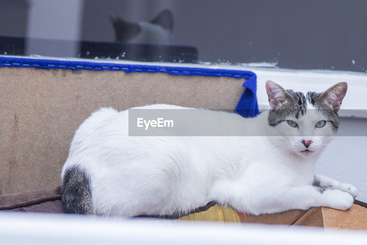 PORTRAIT OF CAT LYING ON FLOOR