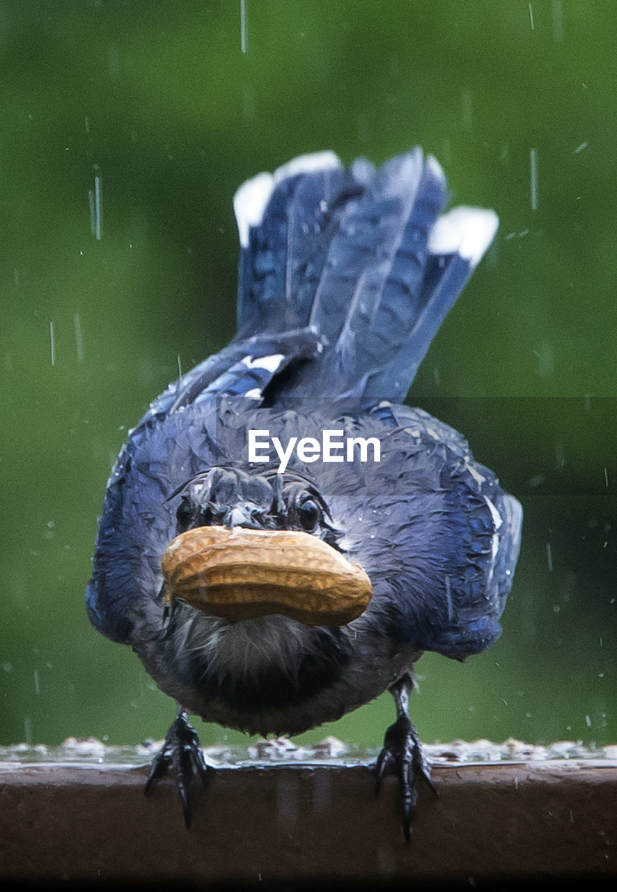 BIRD PERCHING ON A LAKE