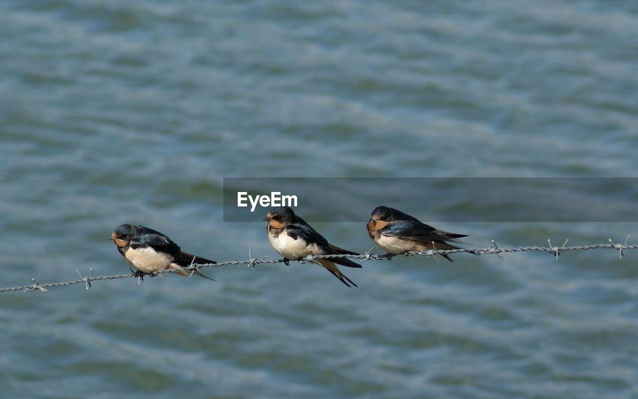 Close up of three birds on a wired fence 