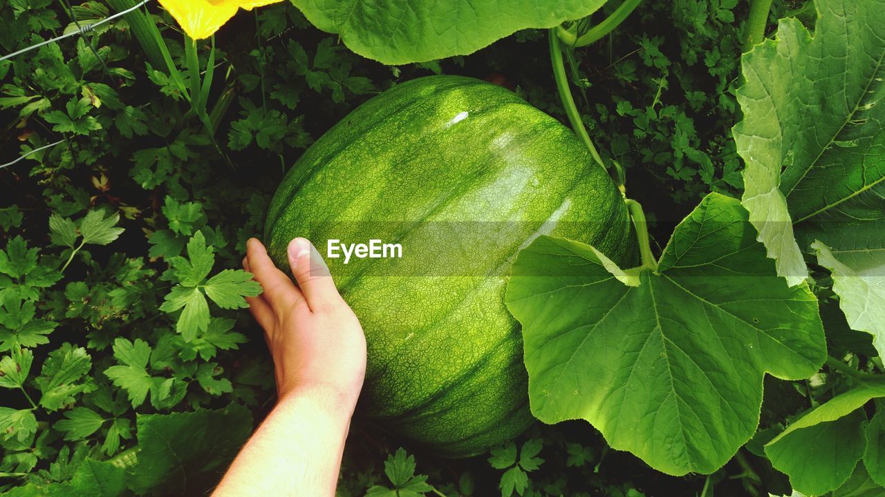 CLOSE-UP OF HAND ON GREEN LEAVES