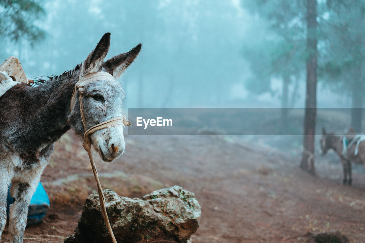 Donkey standing sideways near the pine forest on early misty morning ready to work