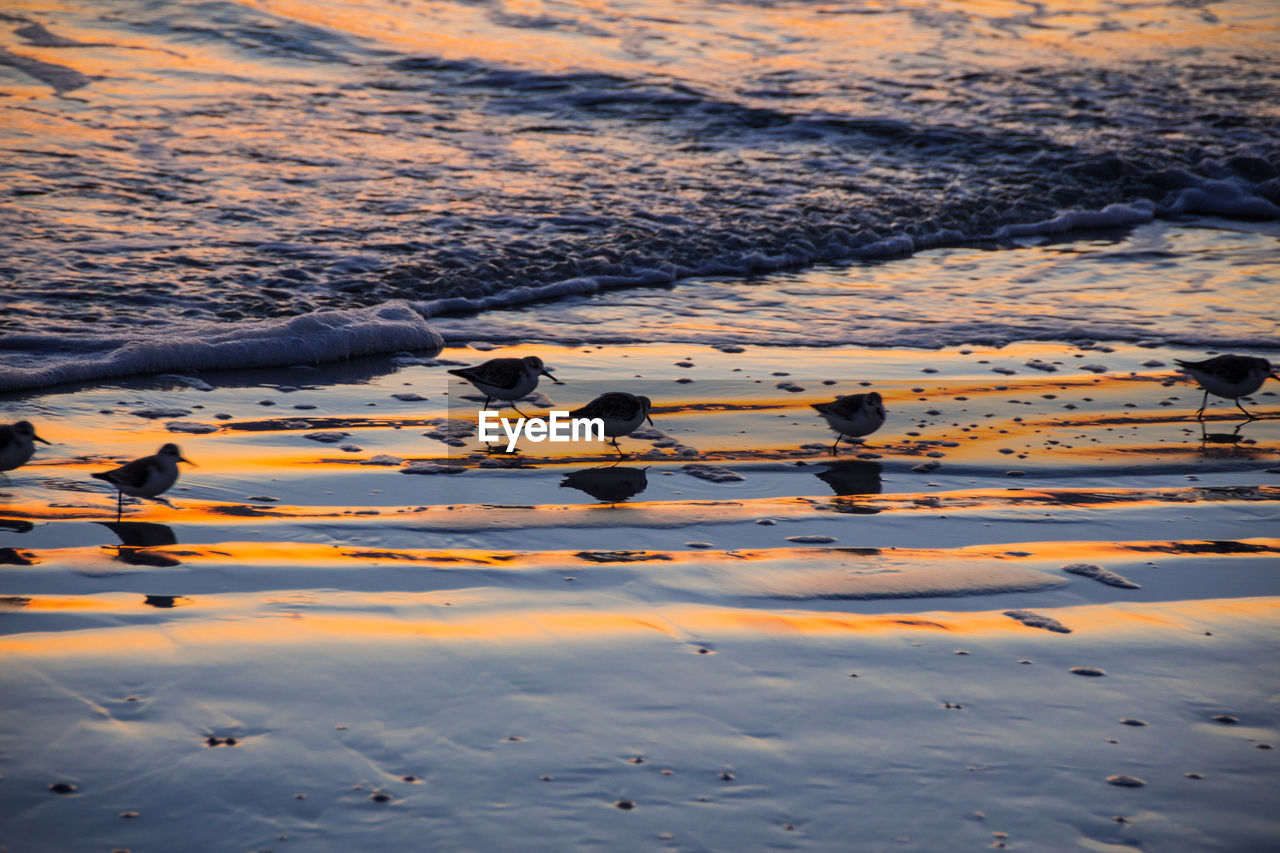 BIRDS SWIMMING IN LAKE