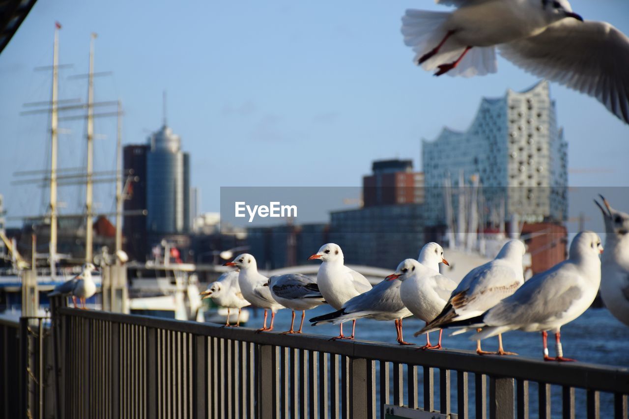 Seagulls perching on railing against cityscape