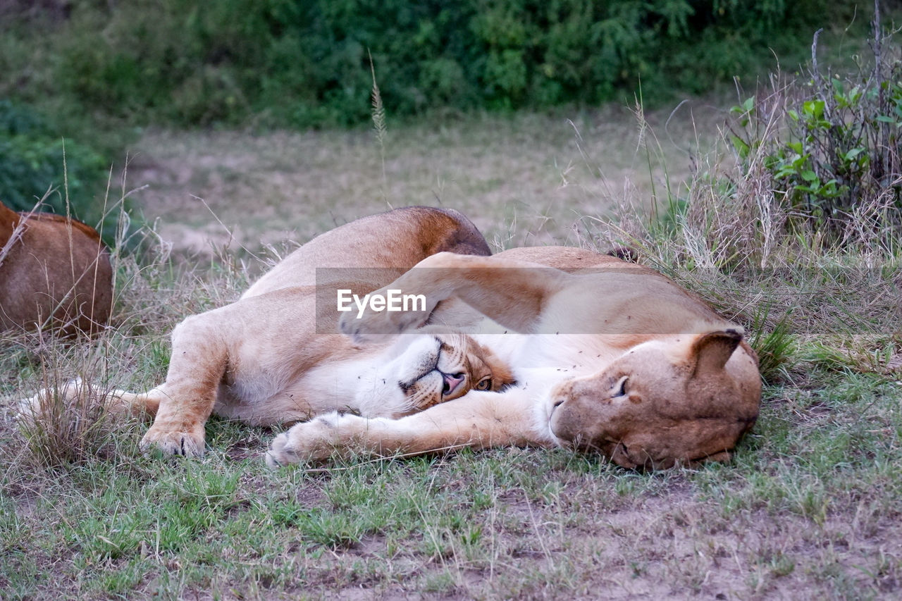 Lionesses snuggle in the maasai mara, kenya