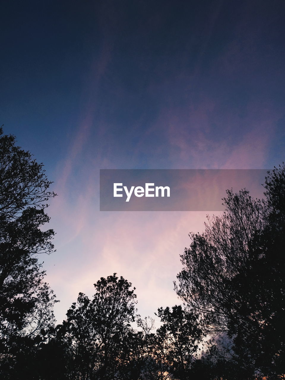 LOW ANGLE VIEW OF TREES AGAINST SKY