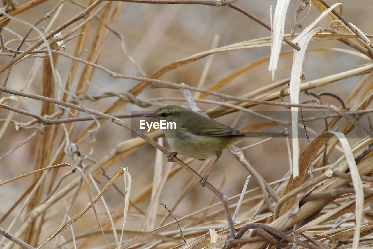 animal, animal themes, animal wildlife, bird, wildlife, branch, one animal, plant, nature, perching, twig, no people, sparrow, tree, outdoors, focus on foreground, day, beauty in nature