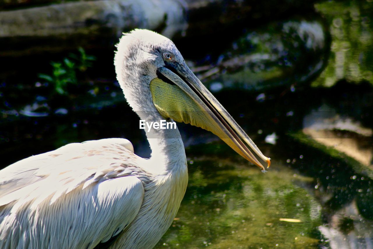 CLOSE-UP OF PELICAN ON LAKE AGAINST BLURRED BACKGROUND
