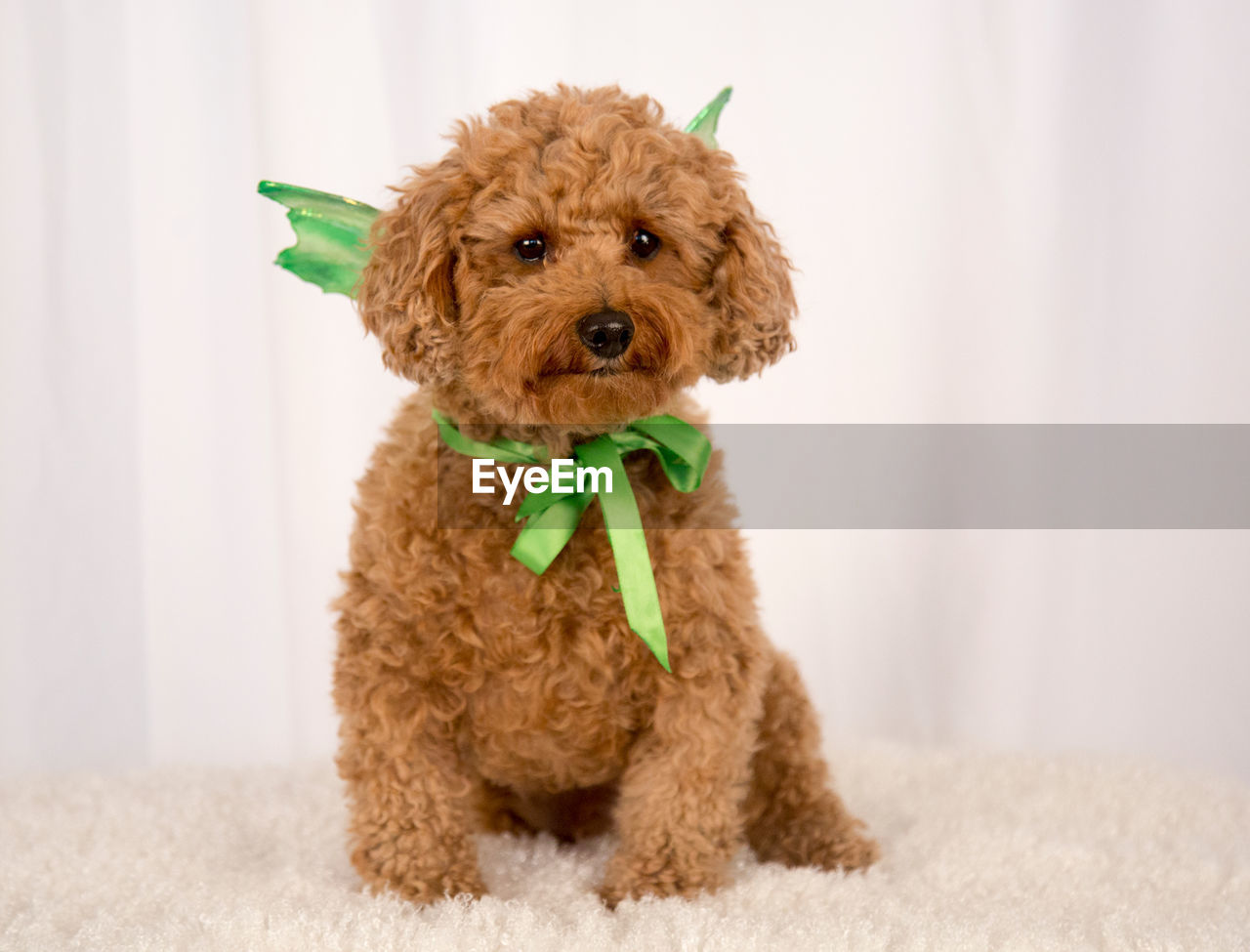 Portrait of dog wearing ribbon on bed