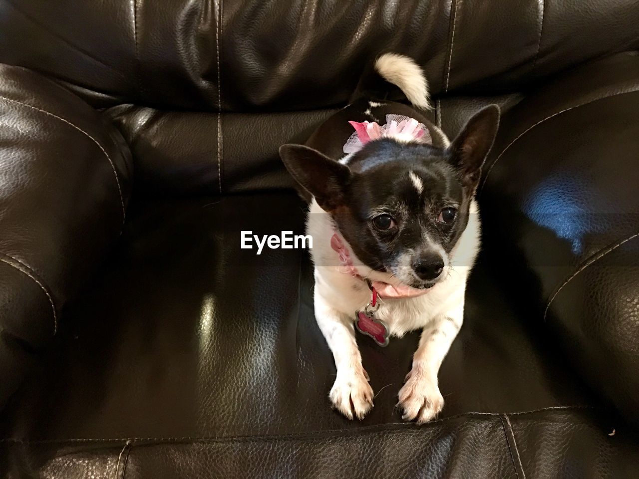 CLOSE-UP OF DOG WITH CAT ON FLOOR
