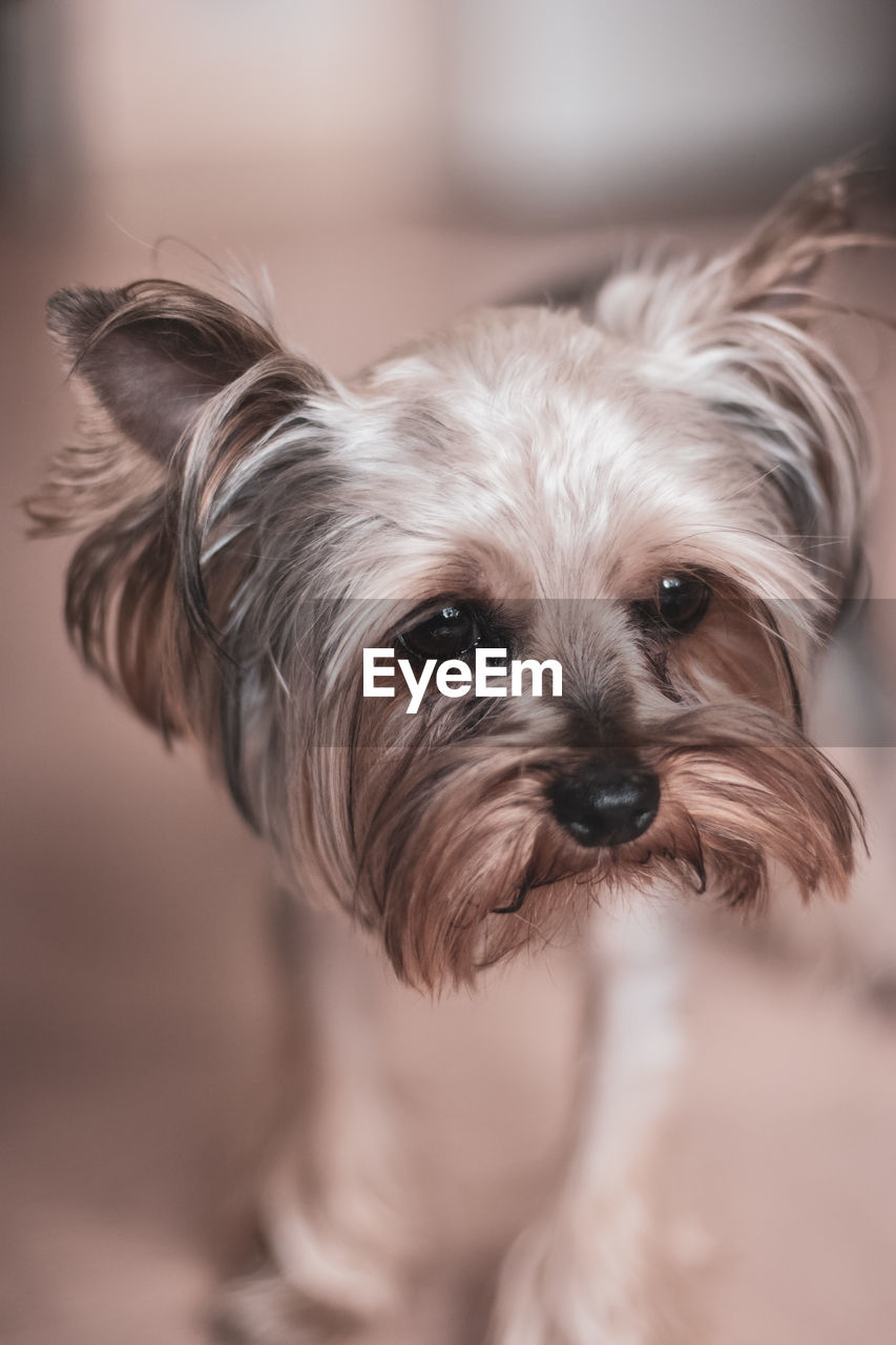 Portrait of a funny funny yorkshire terrier with long brown hair. selective focus on the eyes.