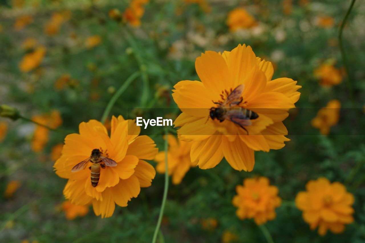 Close-up of bee on yellow flower