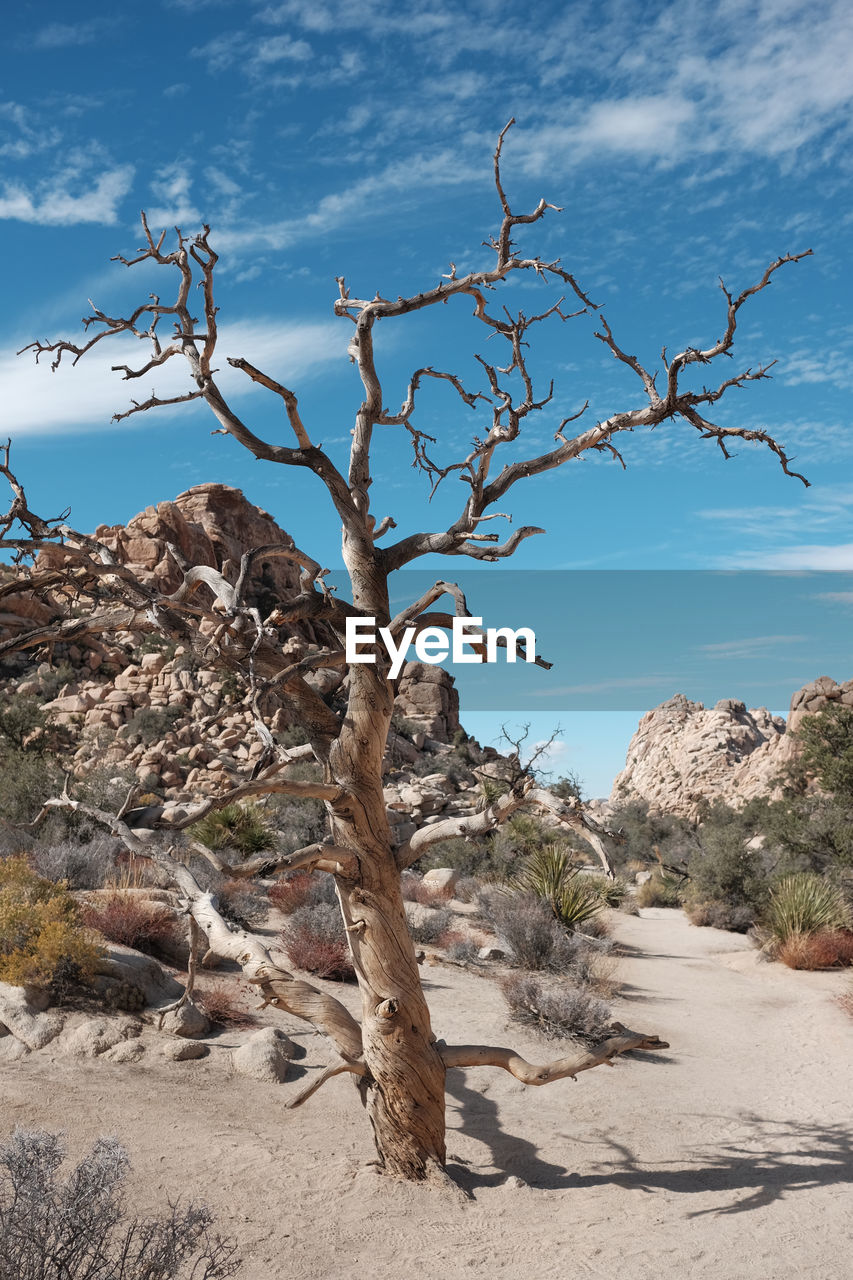 VIEW OF BARE TREE IN DESERT