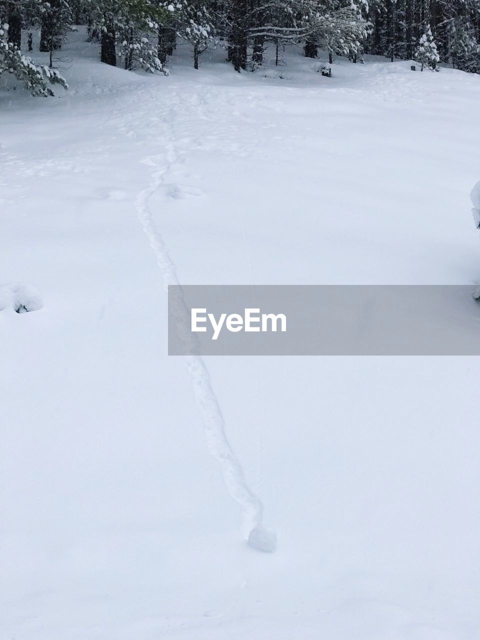 SNOW ON TREE AGAINST SKY