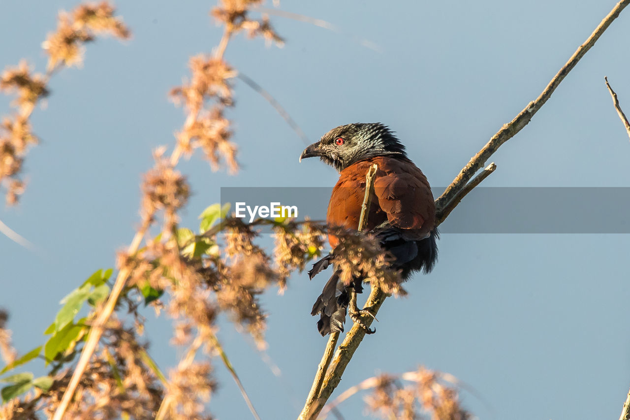 Low angle view of bird perching on branch against clear sky