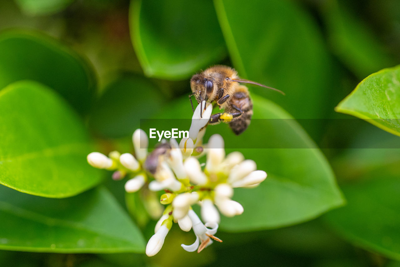 CLOSE-UP OF INSECT POLLINATING ON PURPLE FLOWER