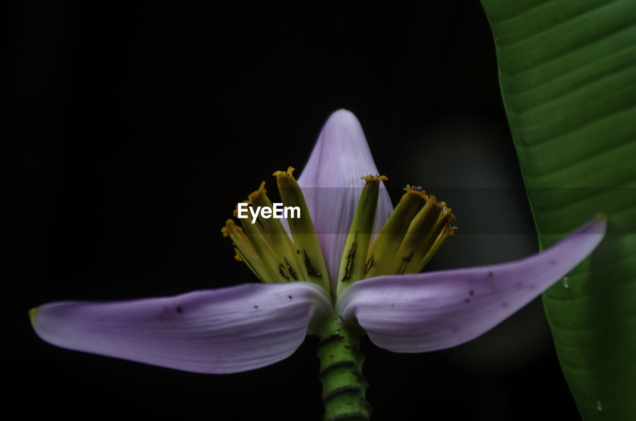 CLOSE-UP OF FRESH PURPLE FLOWER IN BLACK BACKGROUND