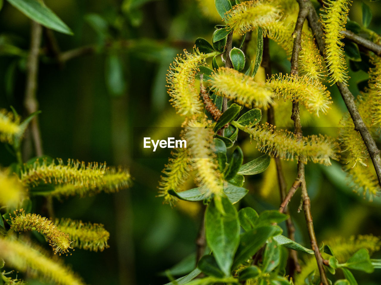 Close-up of flowering plant