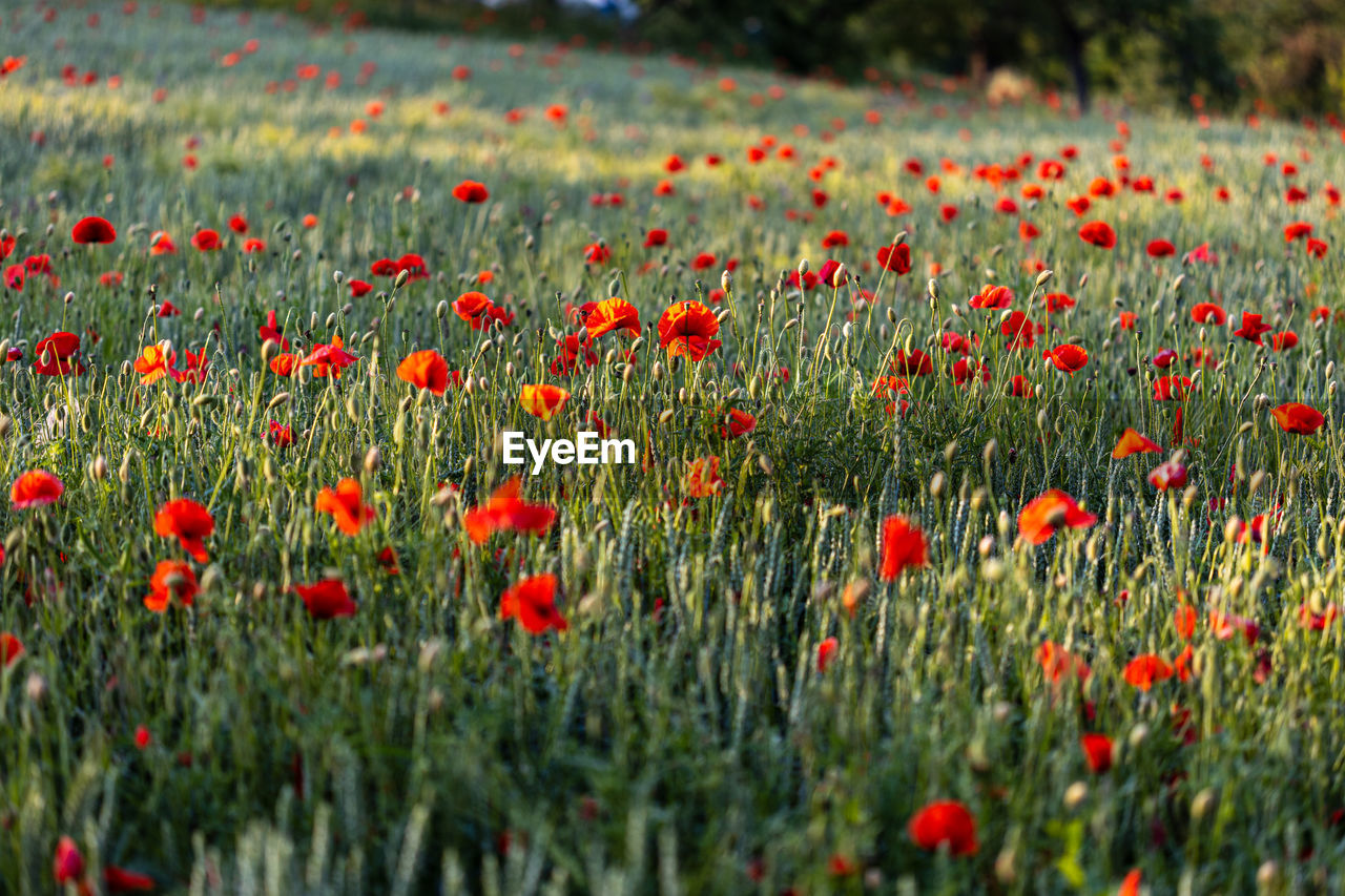Beautiful red poppies at sunset. field with blooming poppies. green stems and red flowers.