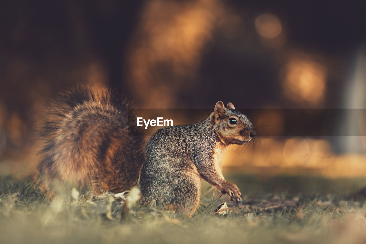 CLOSE-UP OF SQUIRREL