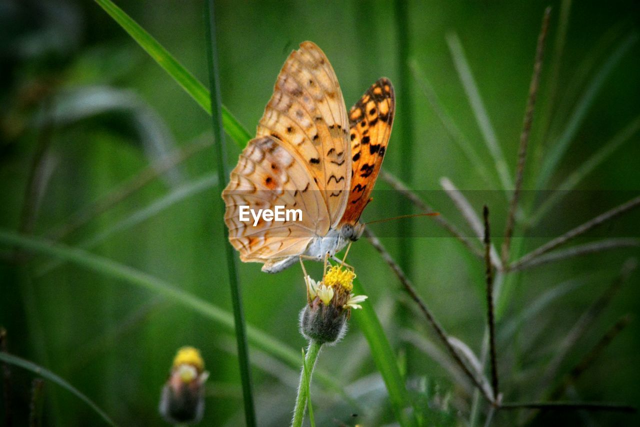 Close-up of butterfly pollinating on flower