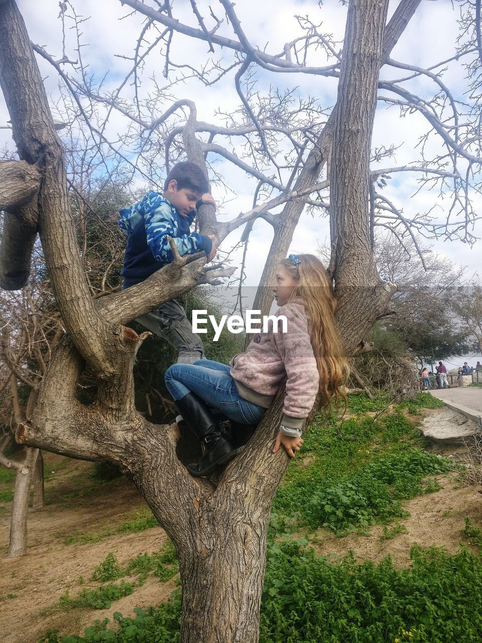 Friends climbing tree on field