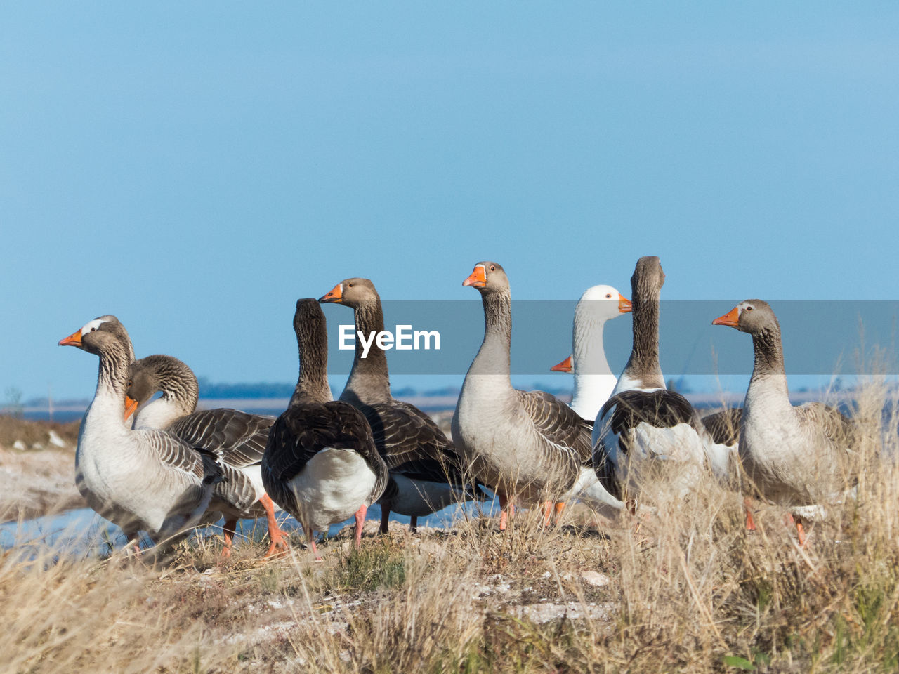 Lovely group of goose