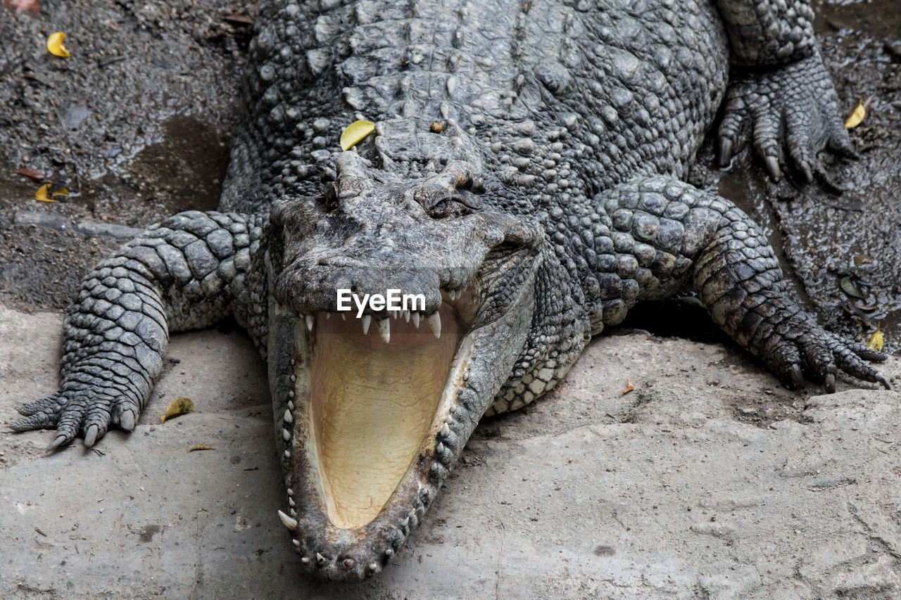 CLOSE-UP OF A TURTLE