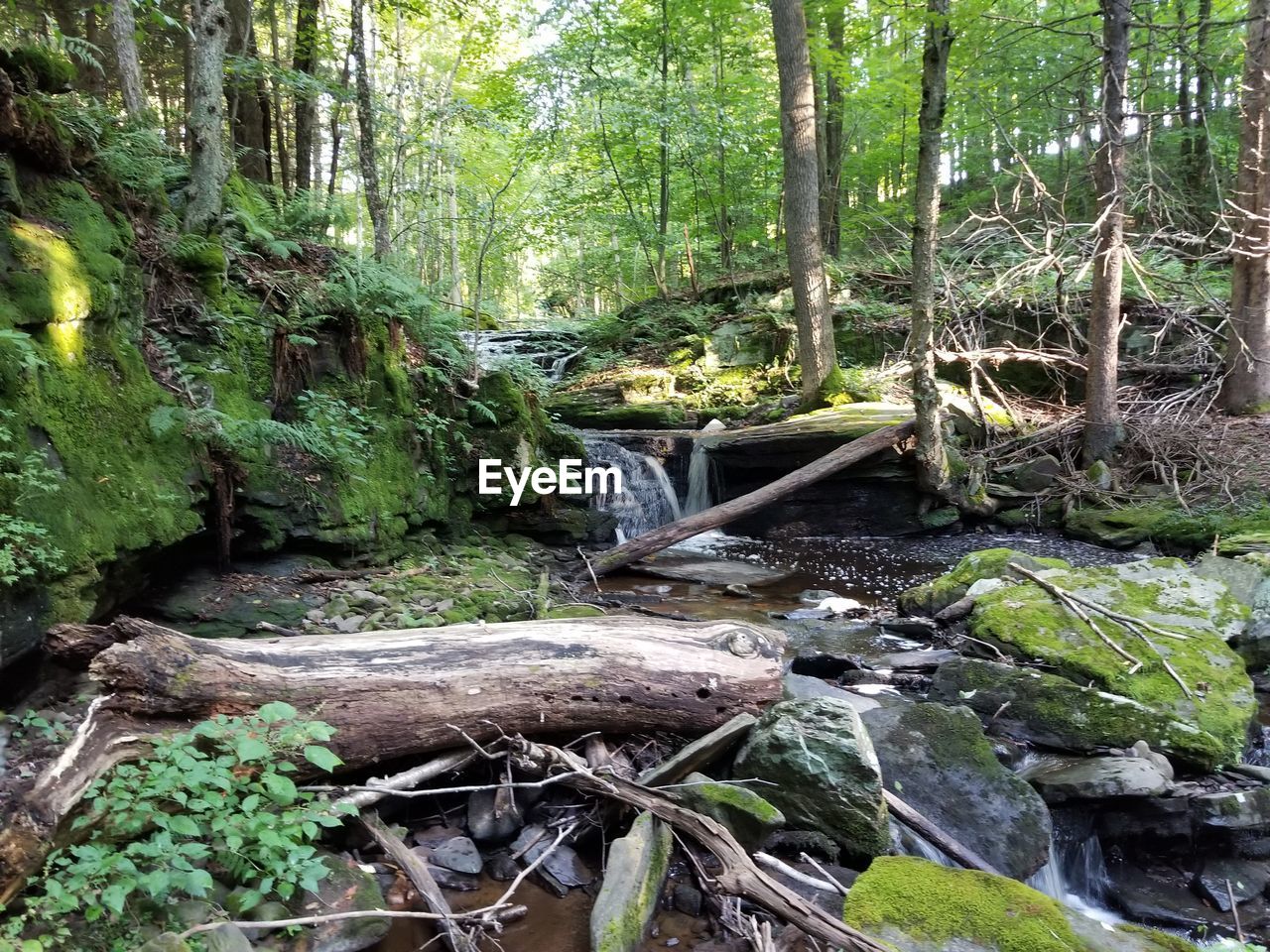 STREAM FLOWING THROUGH TREES IN FOREST