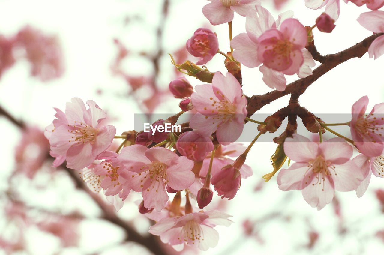 PINK FLOWERS BLOOMING ON TREE