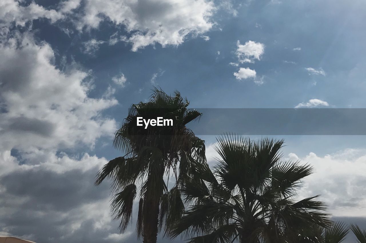 LOW ANGLE VIEW OF COCONUT PALM TREES AGAINST SKY