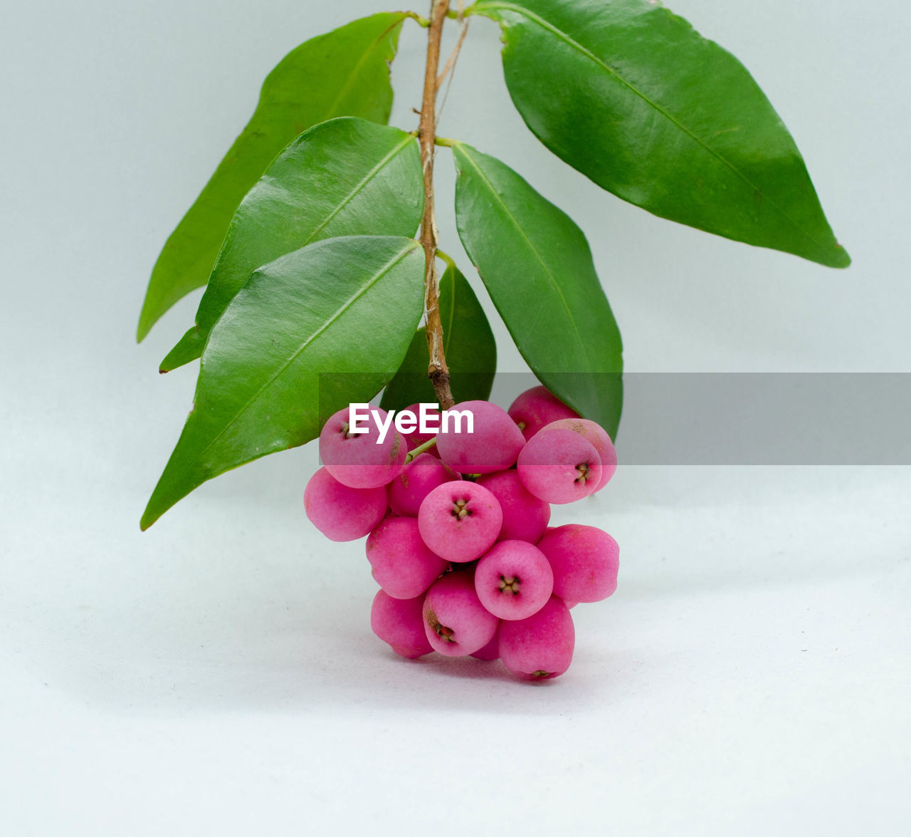 CLOSE-UP OF PINK ROSES ON PLANT AGAINST WHITE BACKGROUND