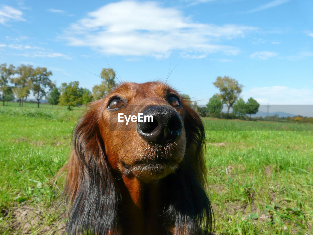 CLOSE-UP PORTRAIT OF DOG ON FIELD