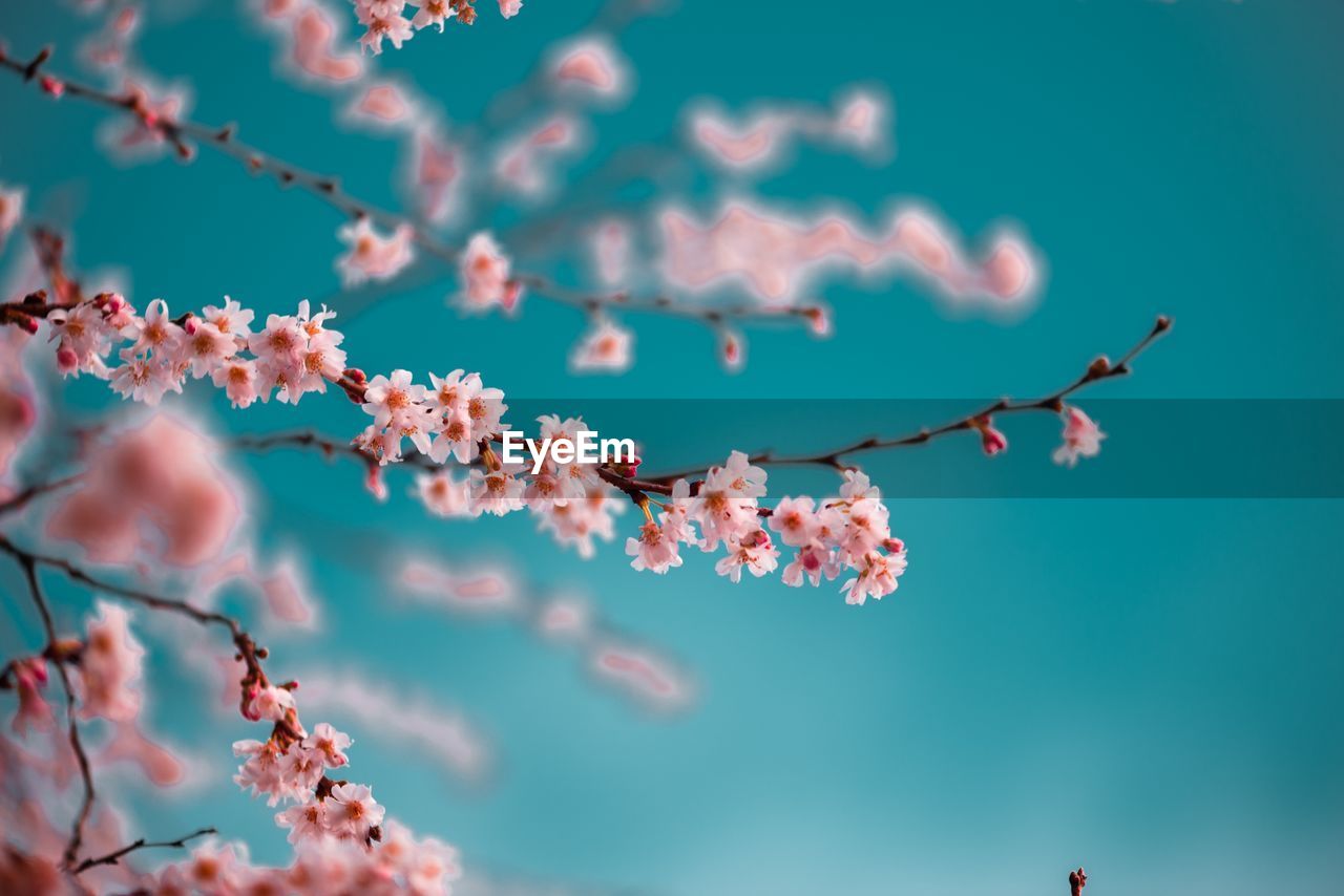 Low angle view of cherry blossoms against sky