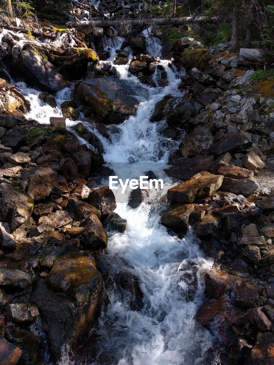 WATER FLOWING IN FOREST