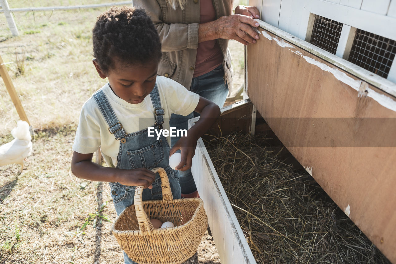 Boy collecting eggs in basket with grandmother from chicken coop