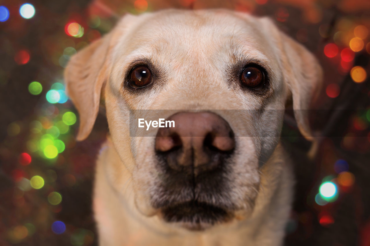 Close-up portrait of dog