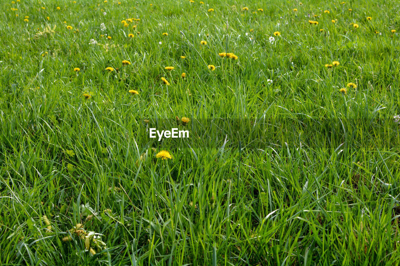 FULL FRAME SHOT OF FRESH GREEN FIELD