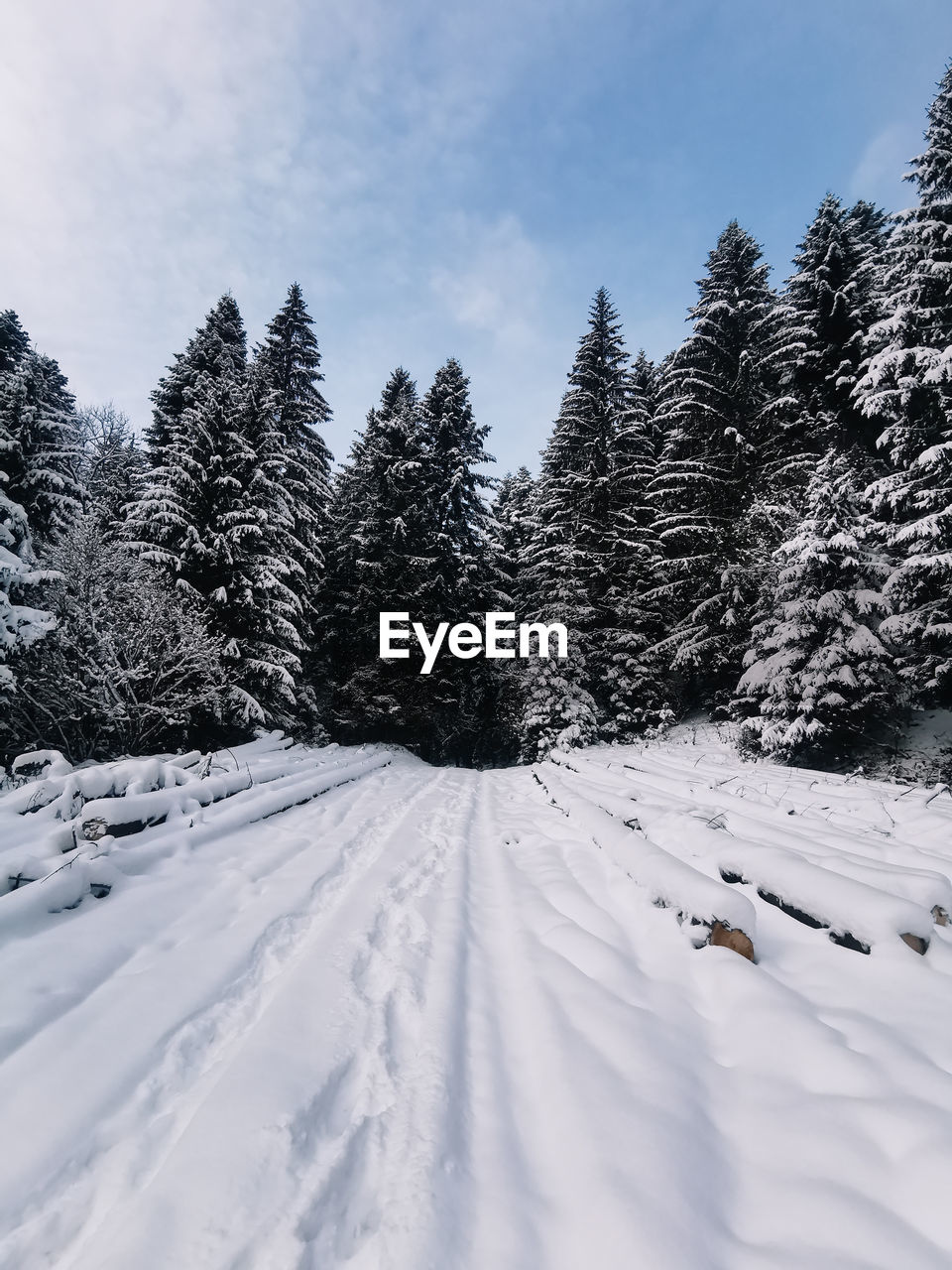 SNOW COVERED PINE TREES ON FIELD DURING WINTER